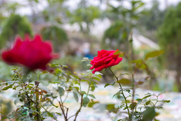 Beautiful bloomed red rose with green leaves in the home garden