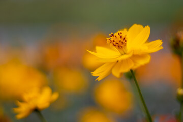 Beautiful bloomed yellow cosmos flowers close up shot with blurred background