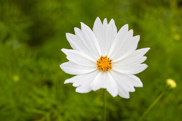 Fototapeta premium Beautiful white and yellow common cosmos flower with leaves in green blur background