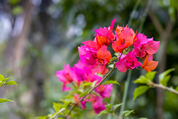 Branch of decorative pink color Bougainvillea with green leaves close up shot in the jungle