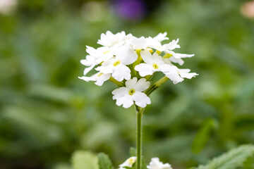 Charming white Primula vulgaris flower with green blur background close up shot