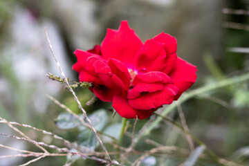 Close up blooming red rose inside the home garden in bangladesh