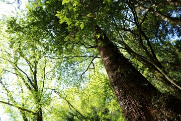 新緑　木漏れ日　森　風景　春