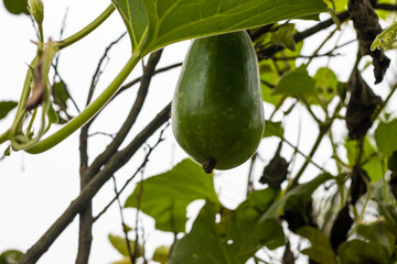 Fresh organic winter bottle gourd or squash growing with green leaves