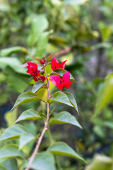 Pink bougainvillea branch with flowers in the nursery