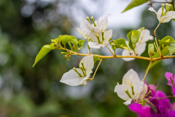 White and pink color Bougainvillea branch with flower and leaves in the garden