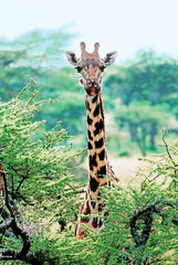 Wild giraffe showing head and neck looking straight at the camera from behind a low tree, Uganda,...