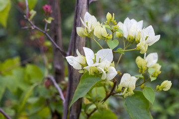 white bougainvillea plant growing in the home garden