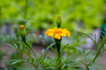 Yellow bloomed cosmos flower with leaves and buds in the home garden