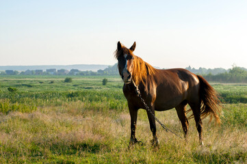 wild horse on a large meadow with beautiful scenery of blue sky and quiet at sunrise