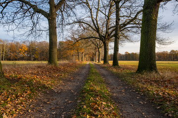 Autumn colors in the Upper Lusatian heather and pond landscape 3