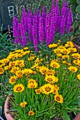 Flowering Coreopsis and Lythrum virgatum 'Dropmore Purple' in containers © Garden Guru