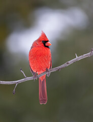 Male Northern Cardinal - Cardinalis cardinalis perched on a branch on a cold autumn day in Canada