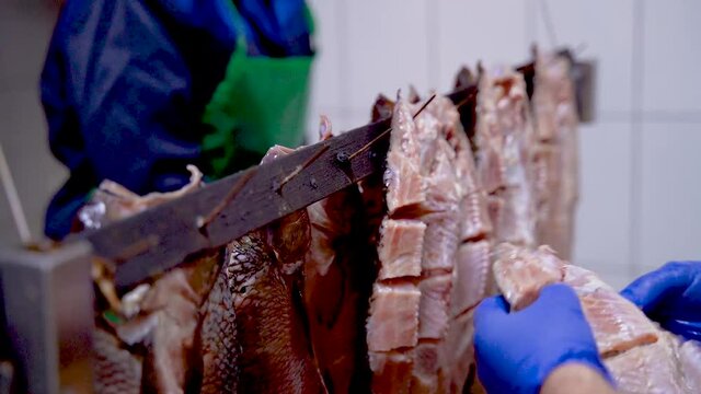 Fish factory. Fish processing. The workers string the juicy fillets on nails for subsequent drying in the smokehouse
