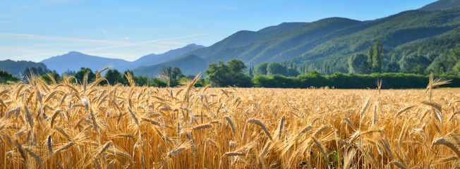 View of a wheat field at summer mountains