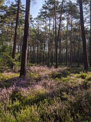 forest in autumn