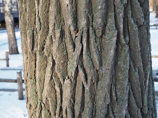 close up of hornbeam old tree oak