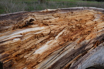 Tronco de árbol cortado en el campo