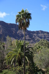 tall palm tree with a beautiful background. vertical image
