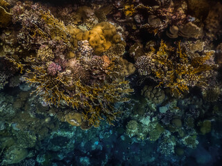 Naklejka na ściany i meble different species of corals at the view into the deep