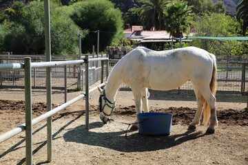 white horse in a farm fenced eating animal fodder