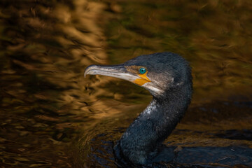 Phalacrocorax carbo - Great Cormorant