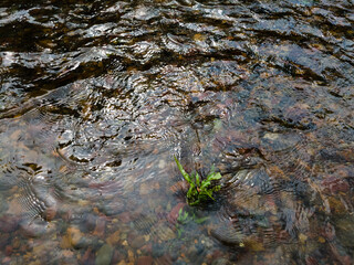 Wavy surface of water on shallow rapid stream with colorful gravel at bottom, water running around plant in creek, intimate landscape
