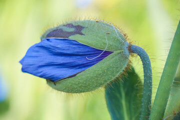 Blue poppy
