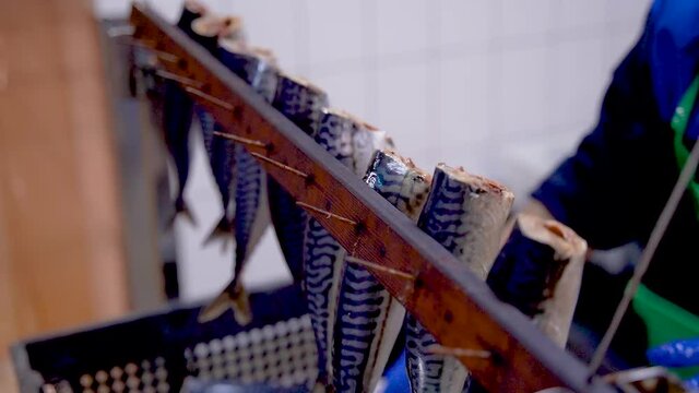 Fish factory. Fish processing. Workers string juicy sardines on nails for subsequent drying in a smokehouse