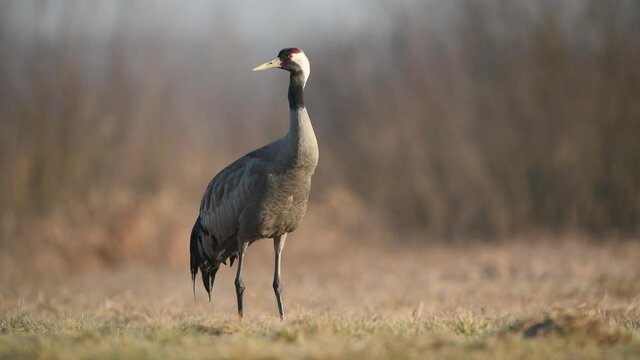 Common crane bird ( grus grus )	