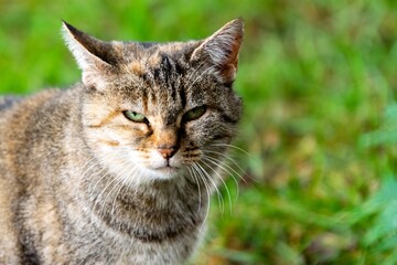 pet animal: portrait of alley cat