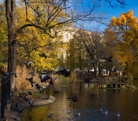 Flying flock of pigeons in the autumn park, in Poland, in Poznań.