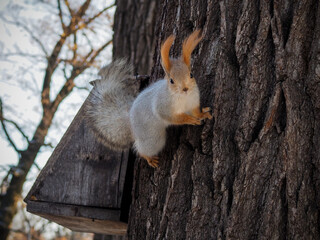 cute little red squirrel sitting on tree trunk in winter forest, seeks for quick meal