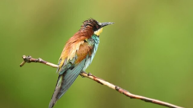 Bee eater bird - ( Merops apiaster )