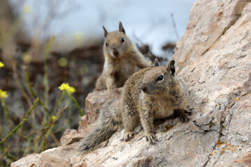 Grauhörnchen (Eichhörnchen, Hörnchen) in den USA