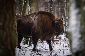 Poranek na Podlasiu i spotkanie z żubrami