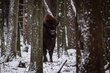 Poranek na Podlasiu i spotkanie z żubrami © Paweł Mielko