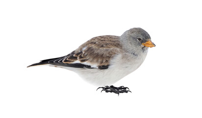 White winged snowfinch (Montifringilla nivalis), on winter, isolated on White background