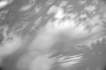 Abstract silhouette shadow white background of natural leaves tree branch falling on wall with copy space. Transparent blurry shadow of tropical leaves morning sun light