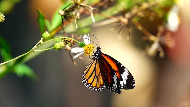 HD 1080p super slow Thai butterfly in pasture flowers Insect outdoor nature
M