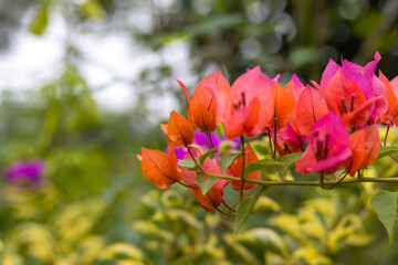 Pink color Bougainvillea flower with beautiful green natural background