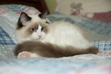 Young beautiful purebred Ragdoll cat at home
