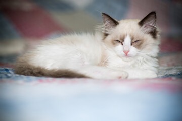 Obraz premium two month old Ragdoll kitten at home