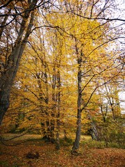 Fototapeta premium Schöckl Steirmark im Herbst - der Hausberg von Graz