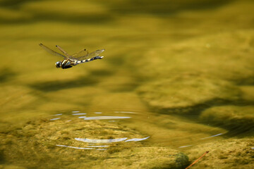 川で産卵をするトンボ © K.Imai