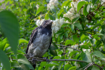 Young crow is sitting on white lilacs bush´s branch and looking straight. He is framed with green leaves and white and brown lilacs blossom.