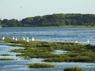 Swans on the lagoon