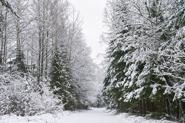The road in the forest is covered with snow. Landscape on the eve of christmas