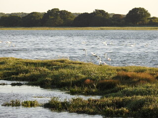 Swans on the lagoon