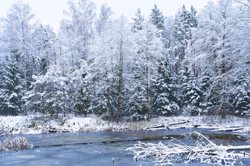 The forest lake freezes on the background of the forest. Winter season